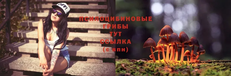 Галлюциногенные грибы Magic Shrooms  Заволжск 